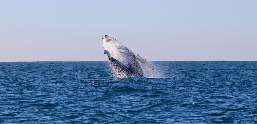 Whale watching onboard CoastXP cruise 