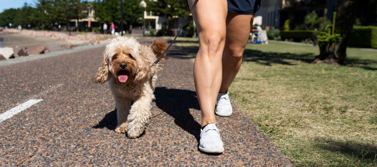 Dog friendly guide to Newcastle Visit Newcastle