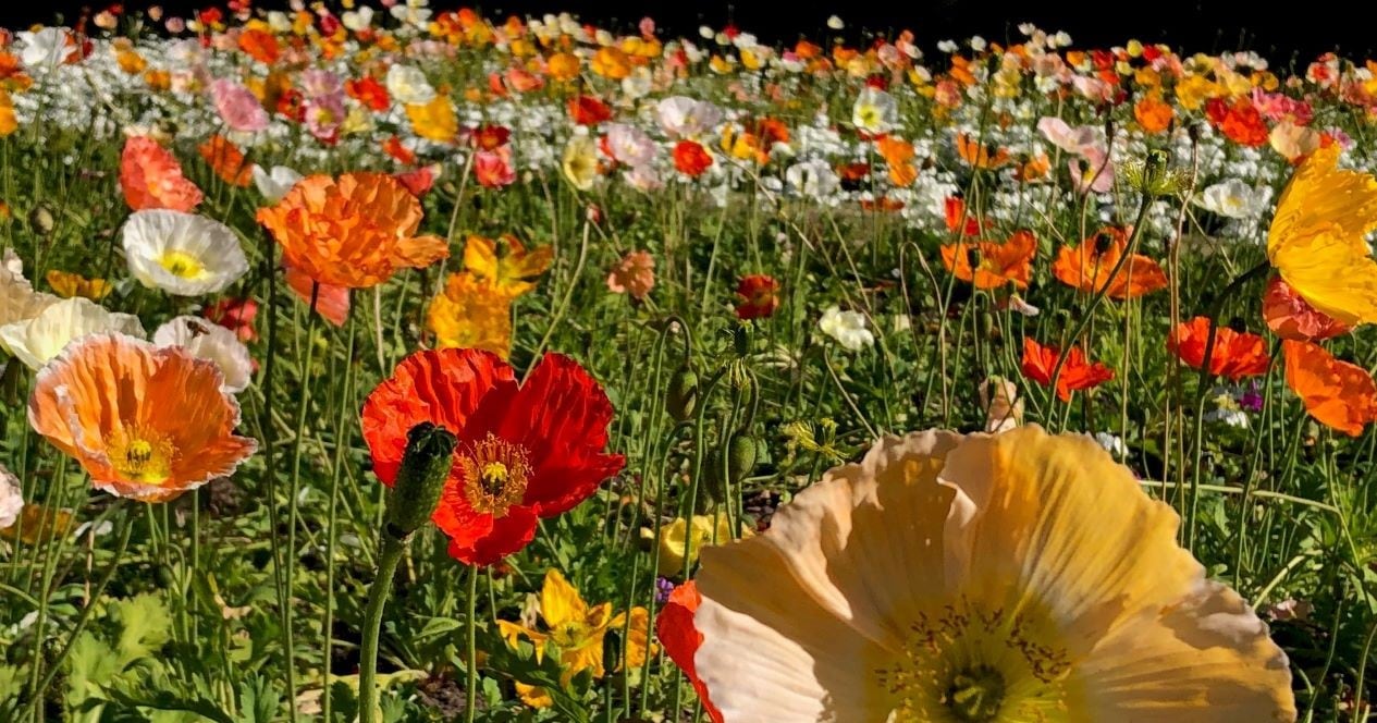 A spring day, the Newcastle way